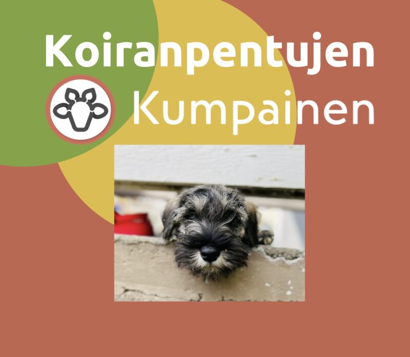 Koiranpentujen Kumpainen 5x45min maanantaisin klo 17.00/IISALMI