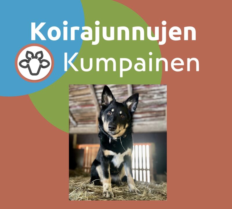 Koirajunnujen Kumpainen 5x45min maanantaisin klo 18.00/IISALMI