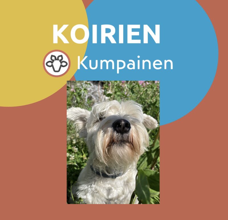 Koirien Kumpainen 5x45min tiistaisin klo 19.00 IISALMI